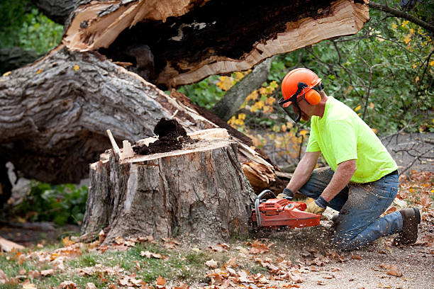 Best Stump Grinding and Removal  in Jeanerette, LA